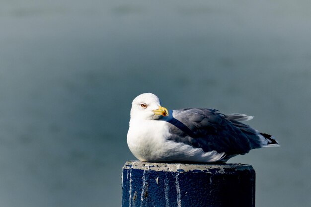 Mouette perchée sur un poteau en bois