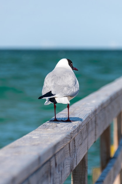 Photo gratuite mouette à tête noire marchant sur une balustrade en bois