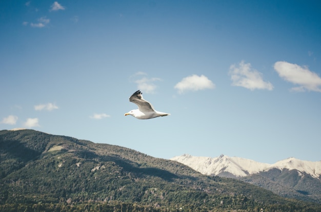 Une mouette volante et les collines