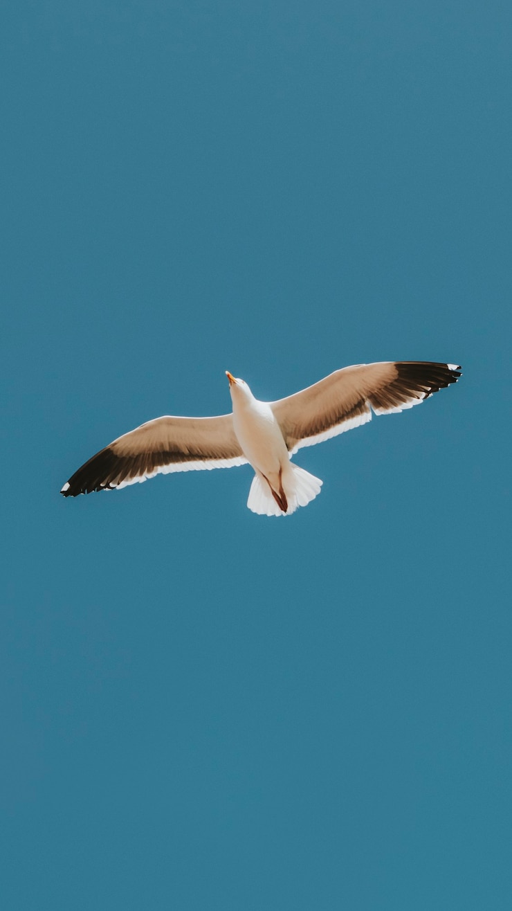 Photo gratuit mouette volante dans un fond d'écran de téléphone portable ciel bleu