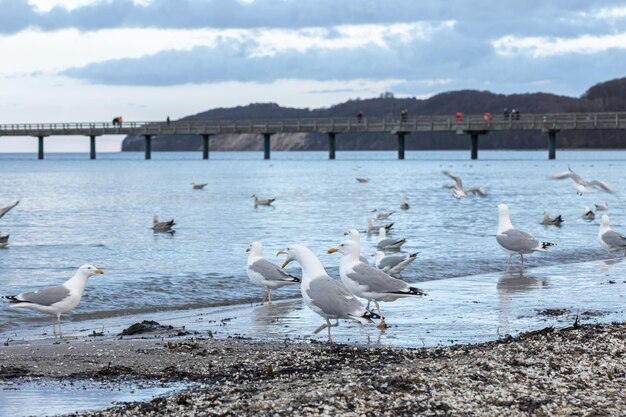 Les mouettes marchent le long du bord de mer debout sur une plage de sable au bord de la mer baltique