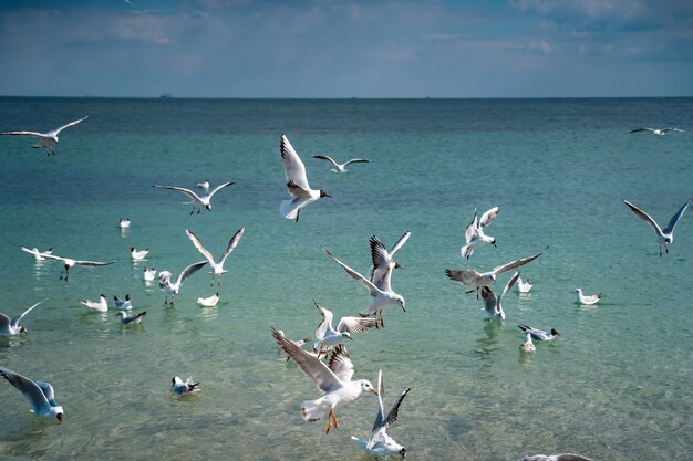 Les mouettes survolent la surface de la mer