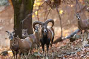 Photo gratuite mouflon