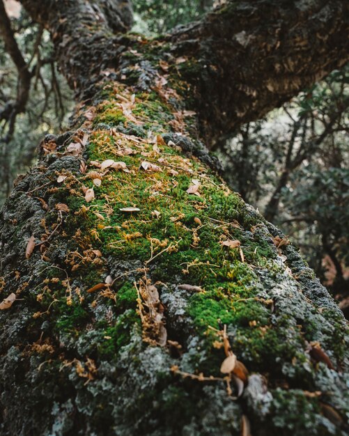 Mousse sur un arbre en forêt