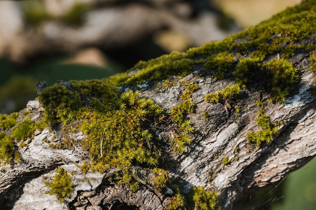 Photo gratuite mousse verte sur rocher gris