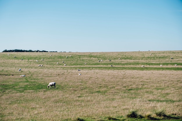 mouton dans le champ d&#39;herbe