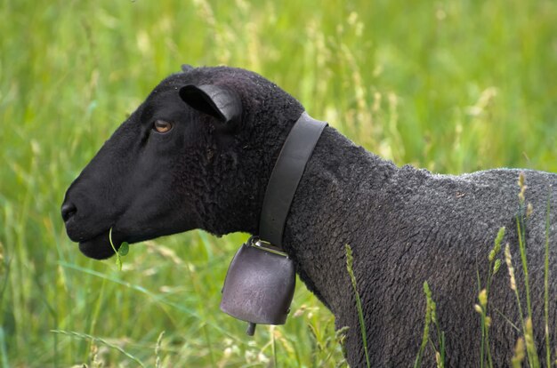 Mouton noir avec une cloche
