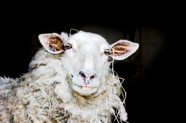 Photo gratuite mouton