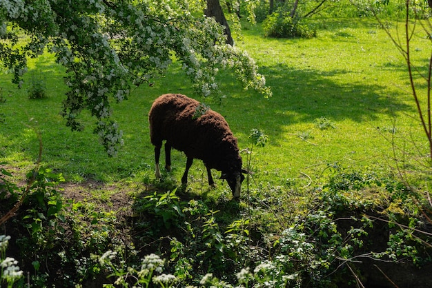 Photo gratuite des moutons bruns paissent dans l'herbe.