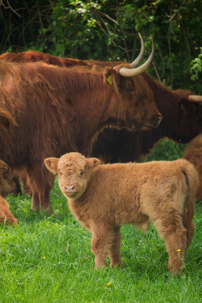 Moutons dans le champ avec des arbres