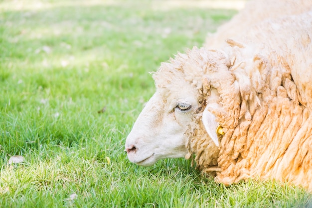 Moutons Sur L'herbe Verte