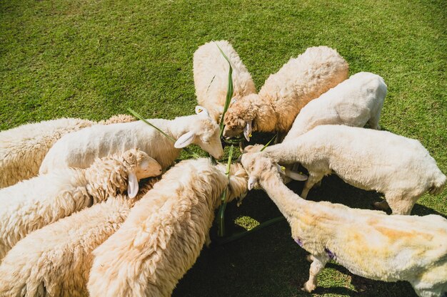 Moutons sur l&#39;herbe verte