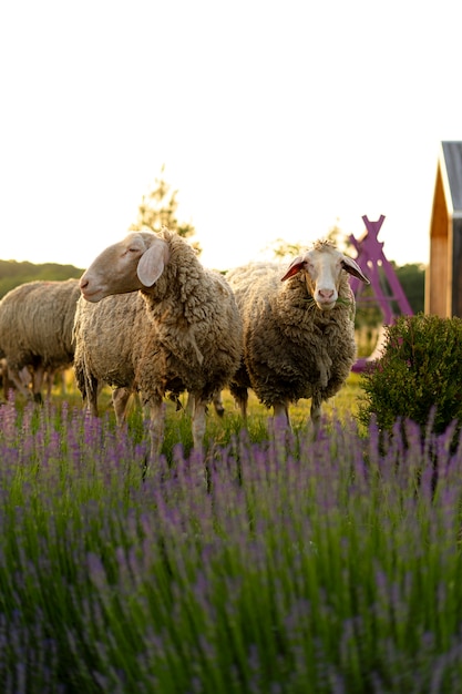 Moutons mignons dans le champ de lavande