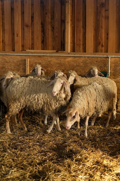 Moutons mignons dans la grange avec de l'herbe