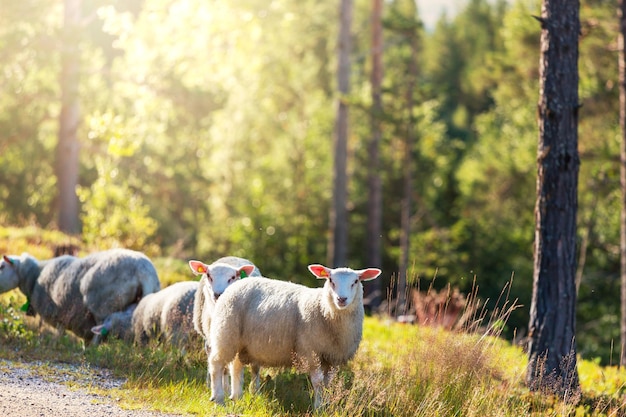 Moutons en Norvège