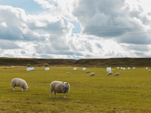 Photo gratuite moutons paissant dans le champ vert dans une zone rurale sous le ciel nuageux