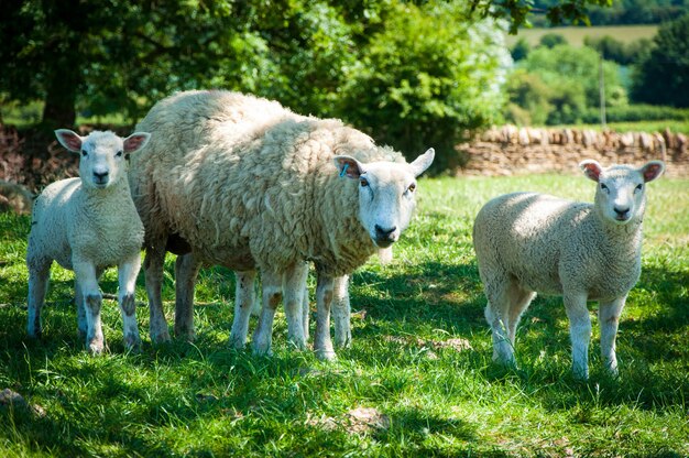 Des moutons paissant sur l'herbe verte pendant la journée