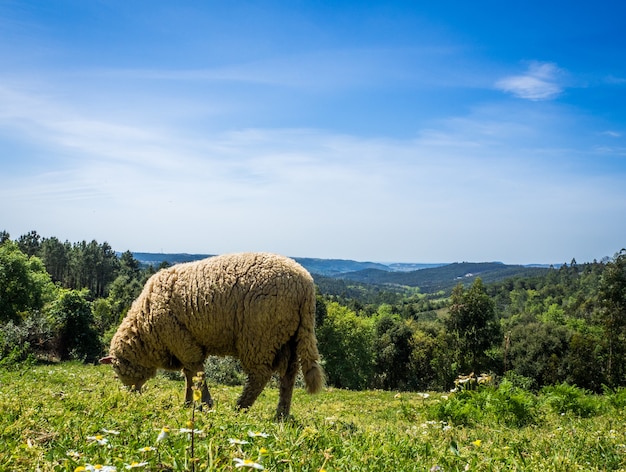 Moutons paissant sur le pâturage dans un champ herbeux pendant la journée