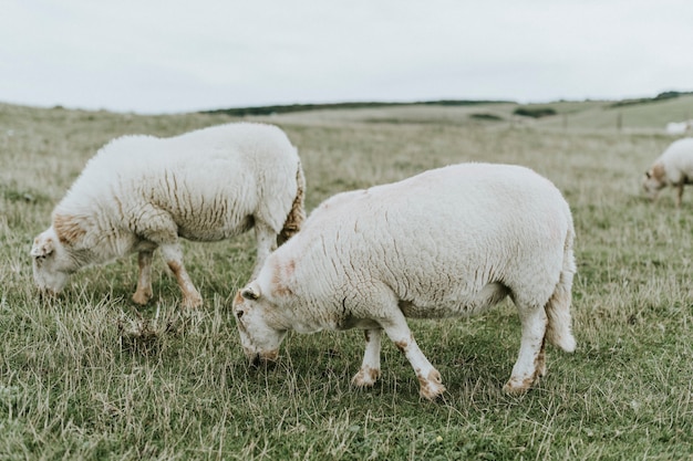 Photo gratuite moutons paissant sur la terre d'herbe