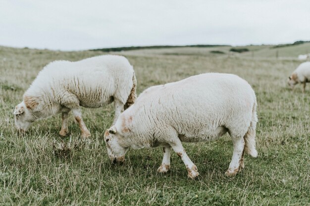 Moutons paissant sur la terre d'herbe