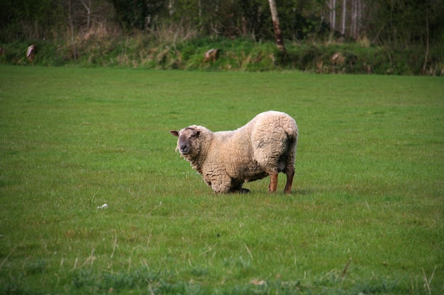 Photo gratuite moutons en prière