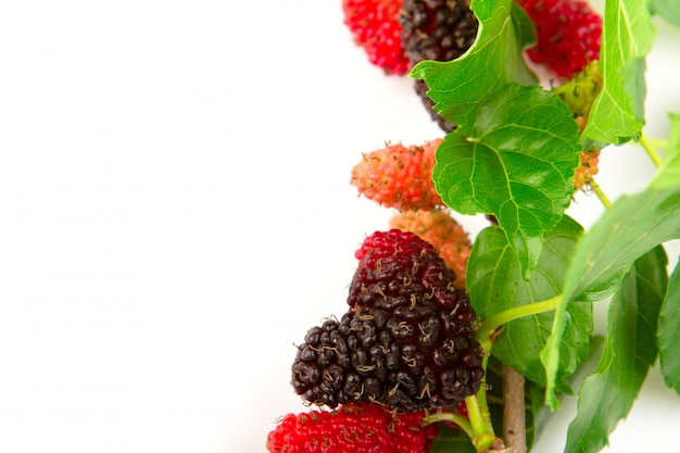 Mulberry avec des feuilles isolées sur un fond blanc