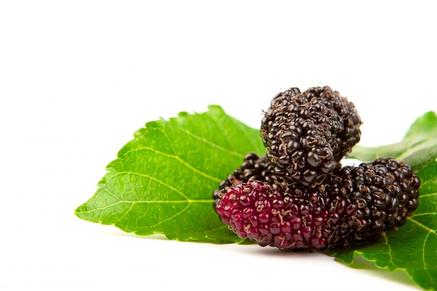 Mulberry avec des feuilles isolées sur un fond blanc