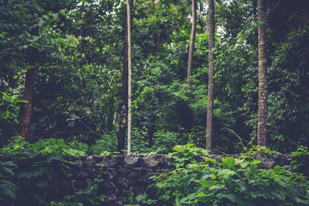 Un mur de briques entourant une forêt