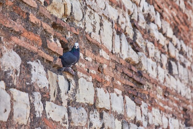 Mur de briques avec fleurs et pigeonniers