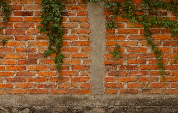 Mur extérieur avec diverses feuilles