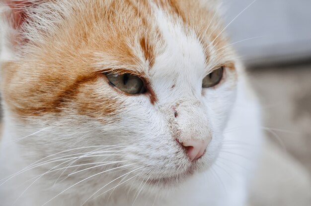 Museau D Un Chat Rouge Et Blanc Photo Premium Museau D Un Chat Rouge Et Blanc Photo Premium