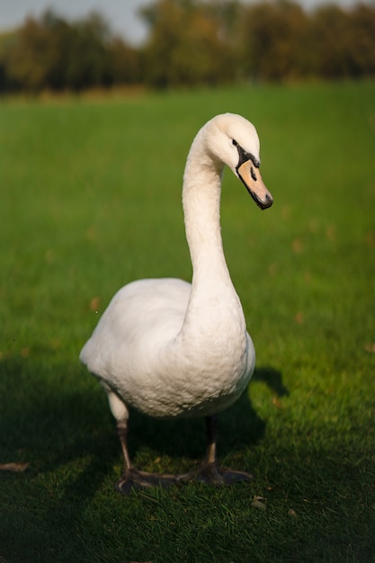 Photo gratuite mute swan, cygnus olor, adulte, gros plan. beau cygne blanc.