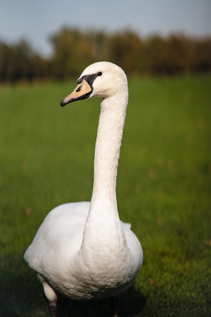 Mute Swan, Cygnus olor, adulte, gros plan