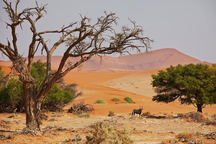 Photo gratuit le namib