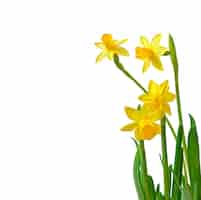 Photo gratuite narcisse de fleurs de printemps isolé sur blanc