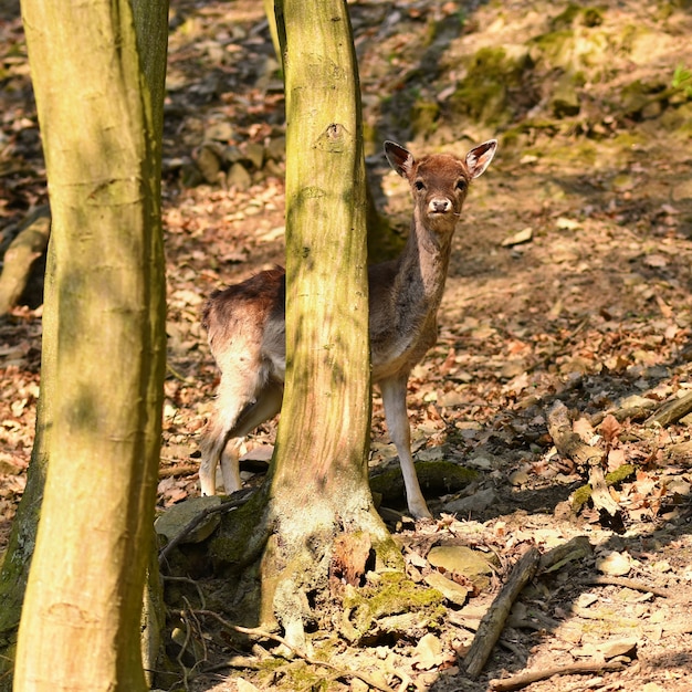 Photo gratuite nature animale cerf dans les bois au coucher du soleil.
