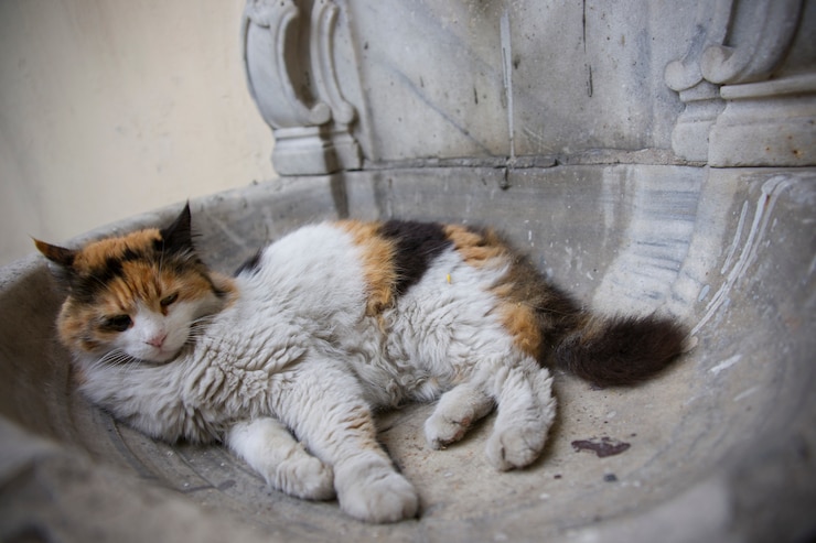 Photo gratuit nature et animaux