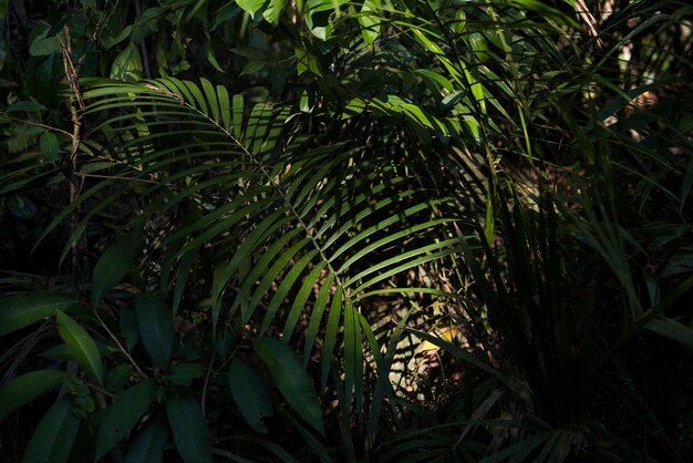 Nature Croissance Environnement Ecologie Verte