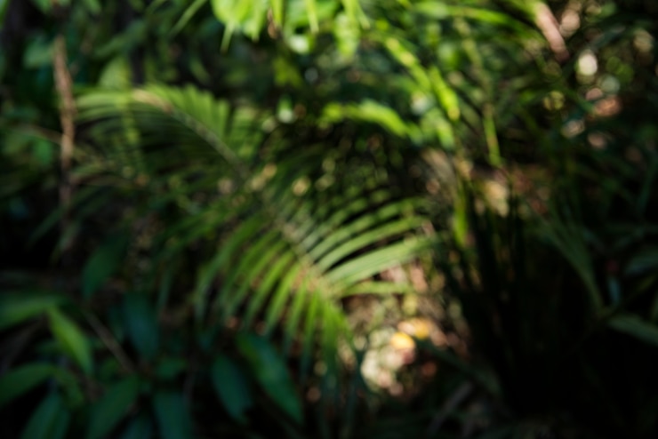 Photo gratuit nature croissance environnement ecologie verte