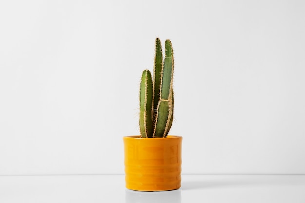 Photo gratuite nature morte au cactus