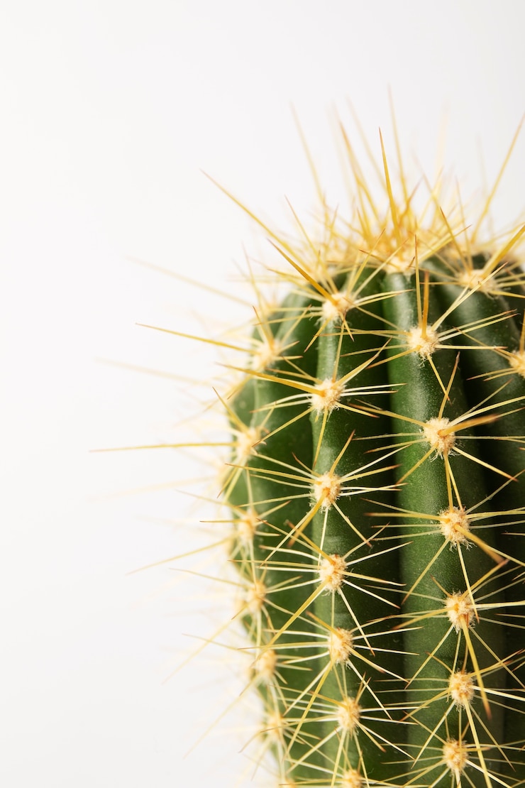 Photo gratuit nature morte au cactus
