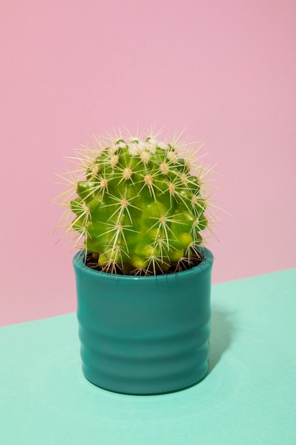 Photo gratuite nature morte au cactus