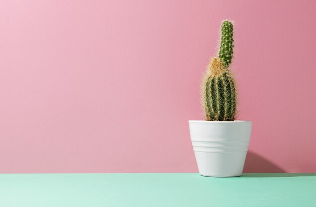 Nature morte au cactus