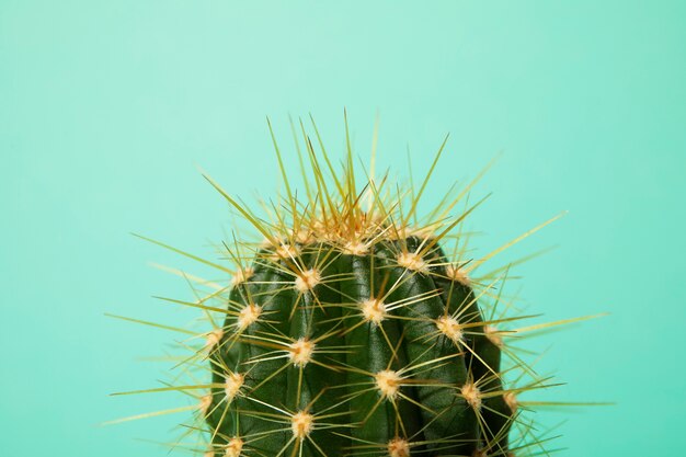 Nature morte au cactus