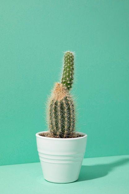Nature morte au cactus