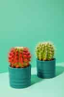 Photo gratuite nature morte au cactus