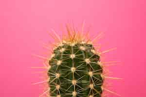 Photo gratuite nature morte au cactus
