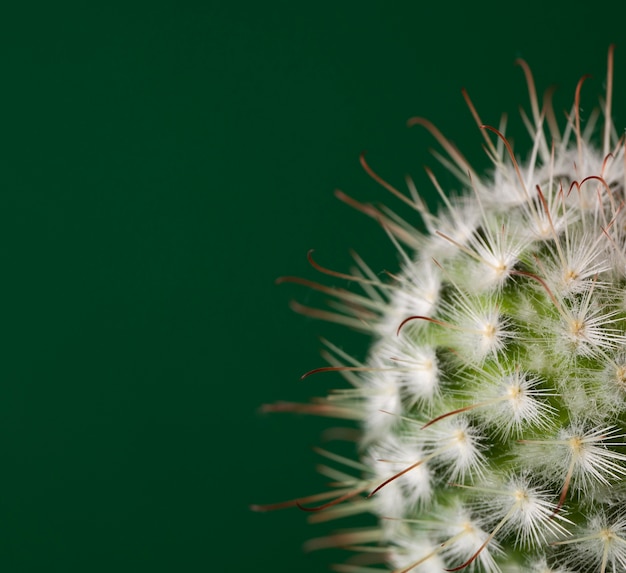 Photo gratuite nature morte au cactus