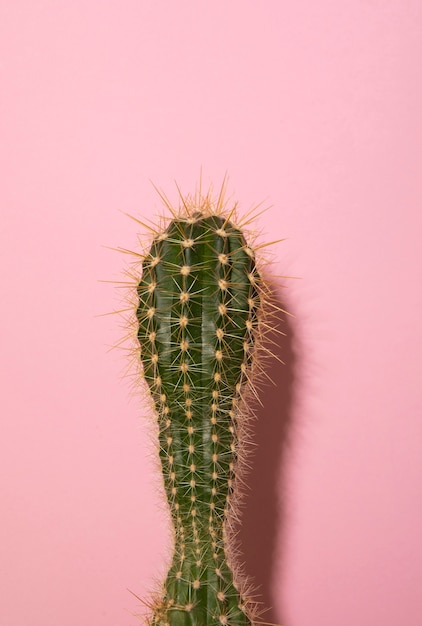 Photo gratuite nature morte au cactus