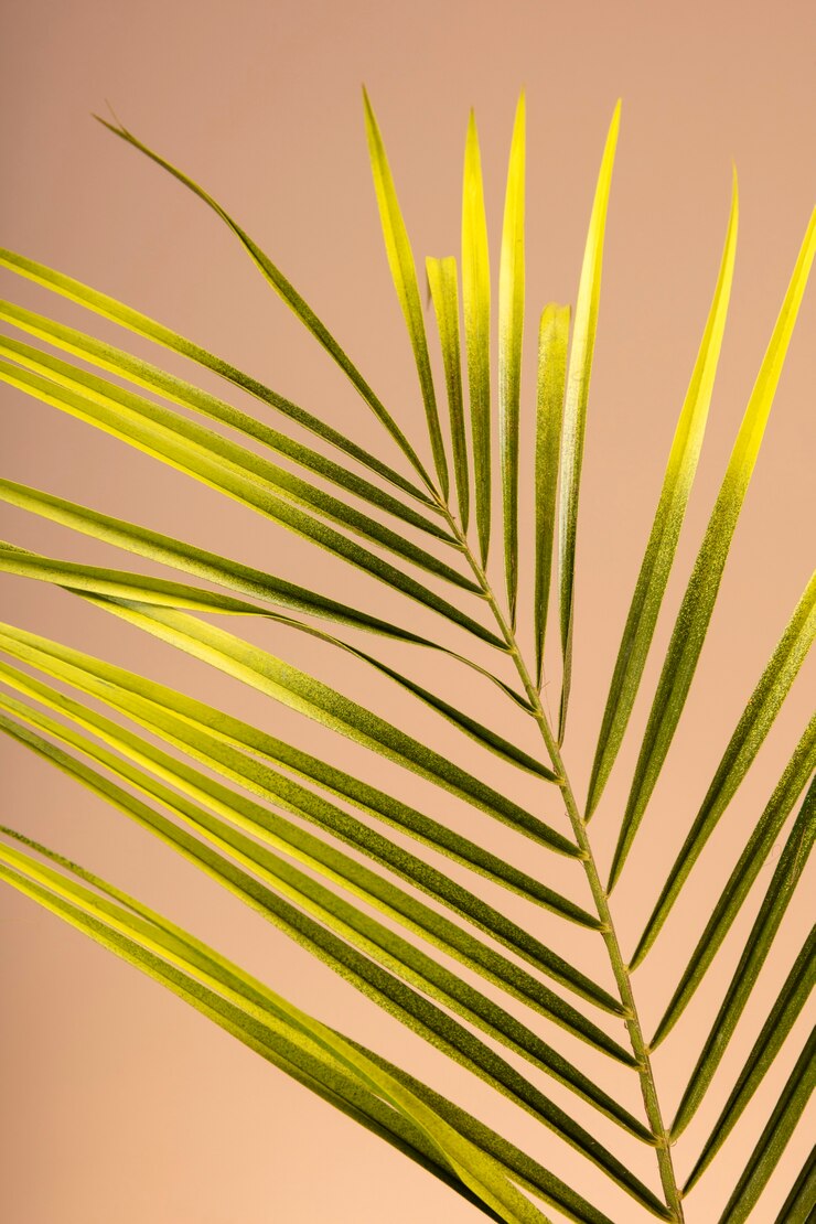 Photo gratuit nature morte aux feuilles exotiques vertes